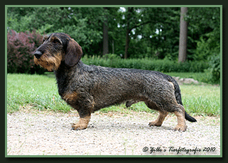 Elvis vom Ringshof FCI